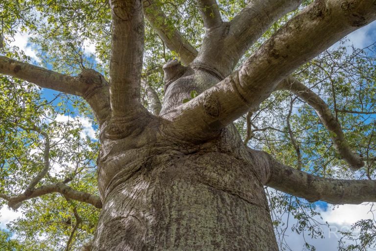 imposanter Ceiba-Baum
