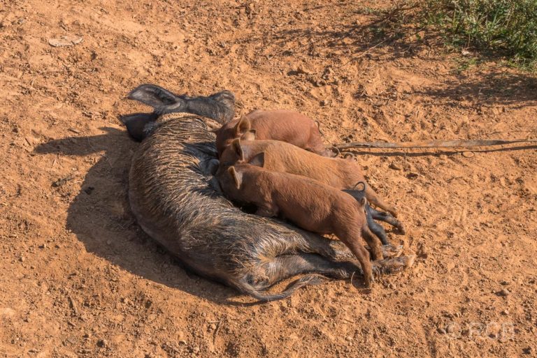 Schwein säugt Ferkel im Valle de Viñales