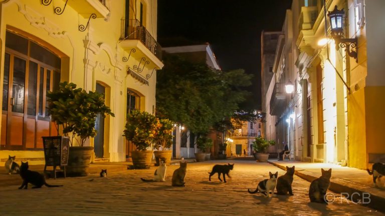 Katzen abends in der Altstadt von Havanna