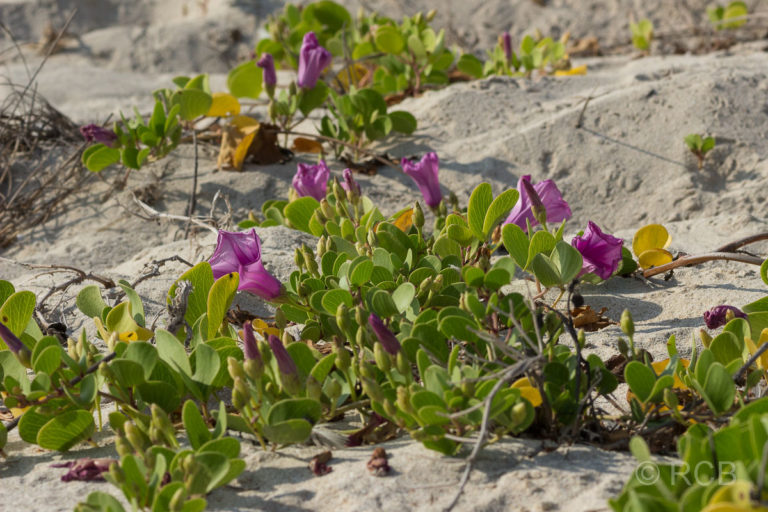 lila blühende Pflanzen am Strand bei Salalah