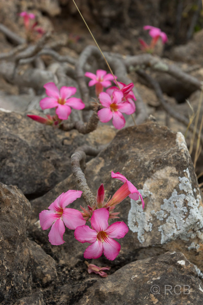 Blüten auf dem Jebel al Qamar