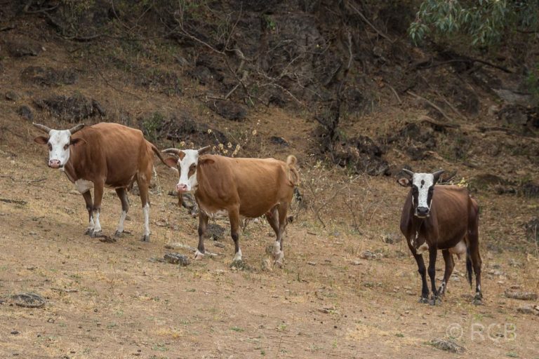 Kühe im Wadi Darbat