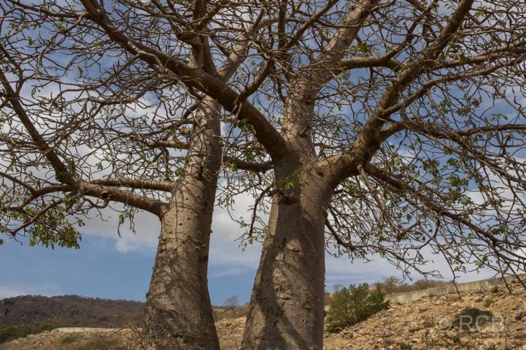 Baobabs am Wadi Hinna