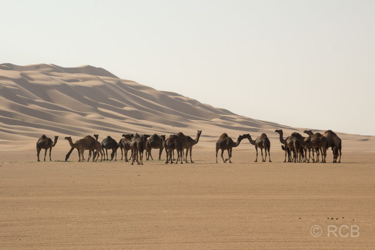 Kamele (Dromedare) in der Wüste