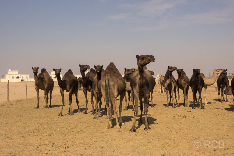 Kamele in Al Hashman