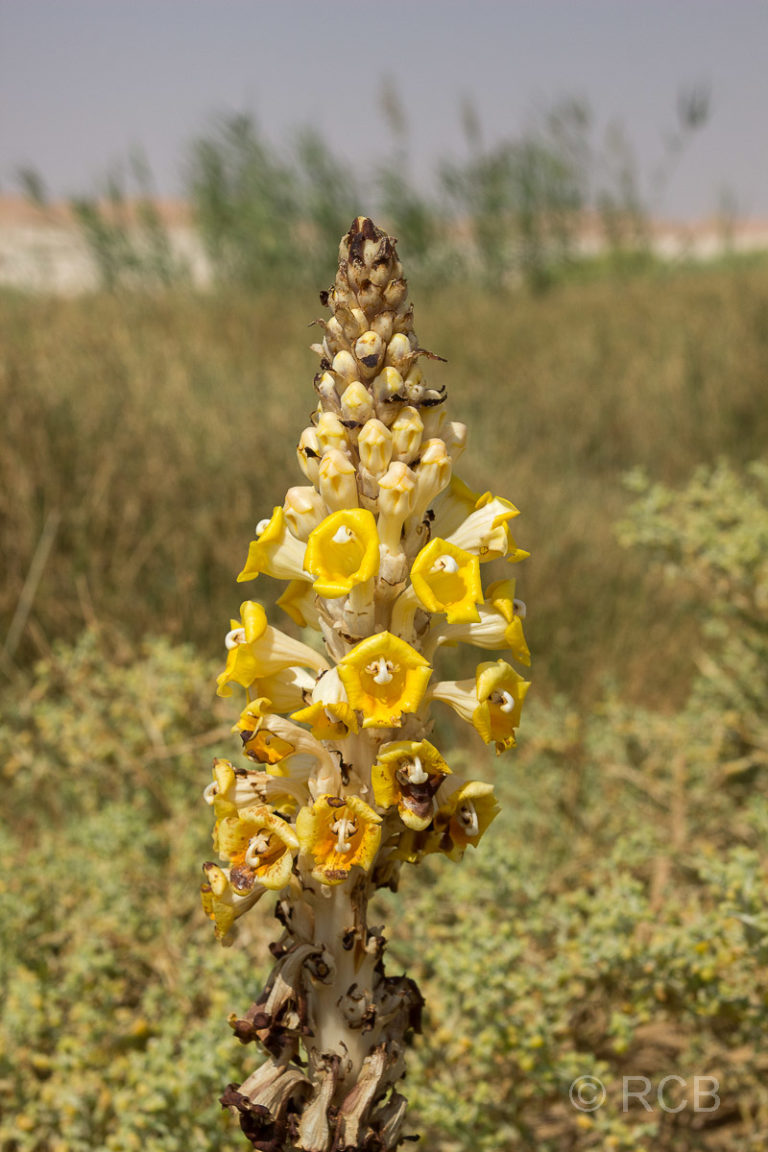 gelbe Pflanze in der Wüste