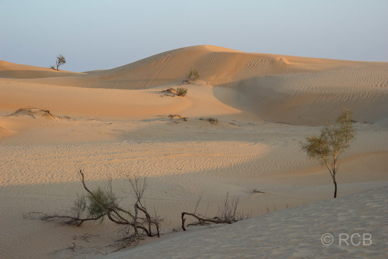 Wüste beim Camp unserer letzten Nacht in der Rub al-Khali