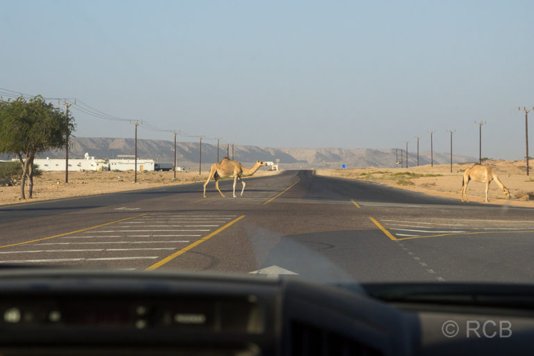 die Straße kreuzendes Kamel