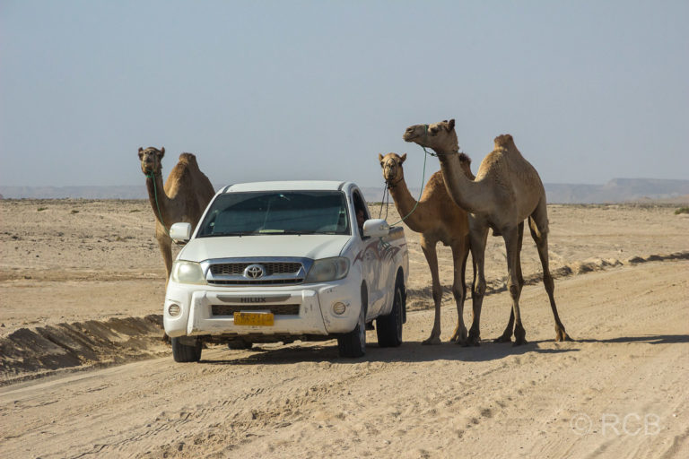 Auto mit angebundenen Kamelen