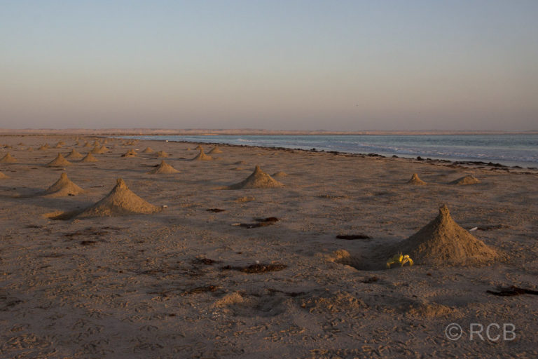 kegelförmige Sandhaufen der Reiterkrabben am Strand