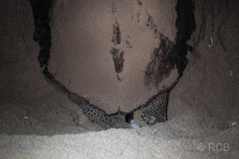 Meeresschildkröte bei der Eiablage