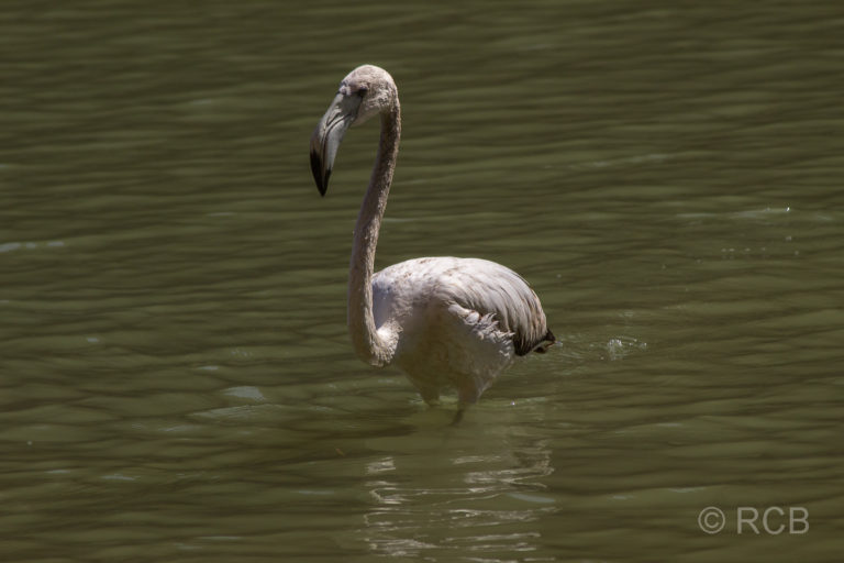 Flamingo im Wadi Shab
