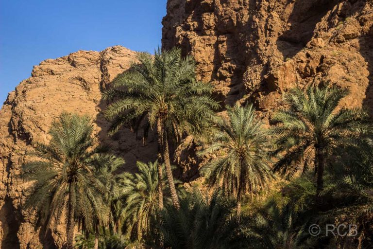 Palmen im Wadi Shab