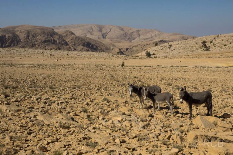 Esel im Hajar-Gebirge