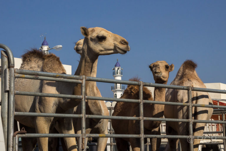 Kamele auf einem Transporter in Sinaw