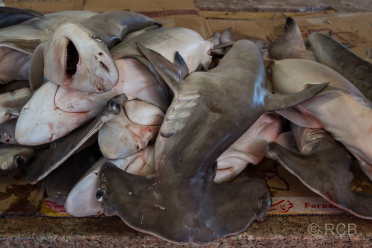 Haie auf dem Fischmarkt in Sinaw