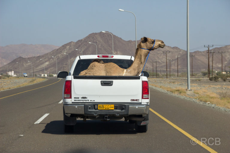 Kamel auf Pickup