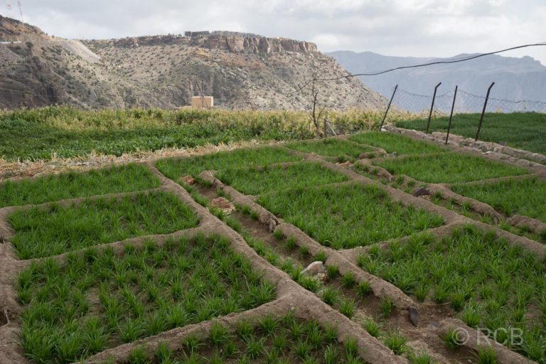 bewässerte Felder am Jebel Akhdar