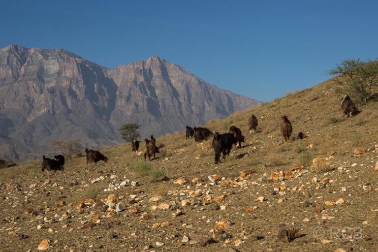 Ziegen unterhalb des Jebel Shams