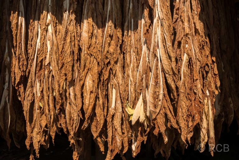 Tabakblätter, zum Trocknen aufgehängt