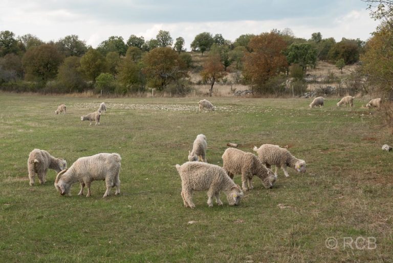 Schafe auf den Kalk-Hochebenen der Causses