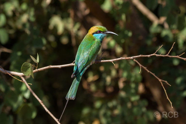Smaragdspint, Yala Nationalpark