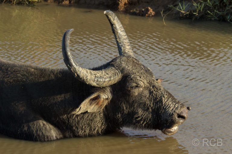 Büffel, Yala Nationalpark