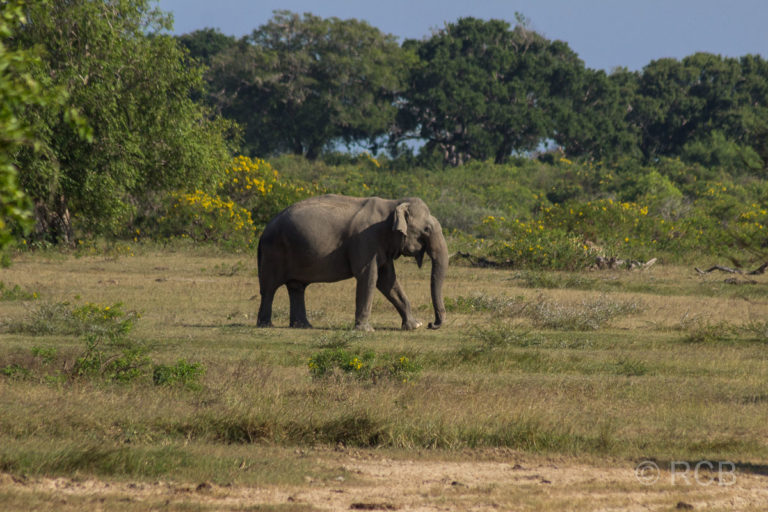 Elefant, Yala Nationalpark