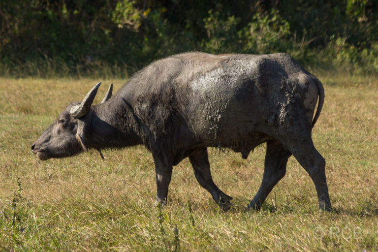 Büffel, Yala Nationalpark