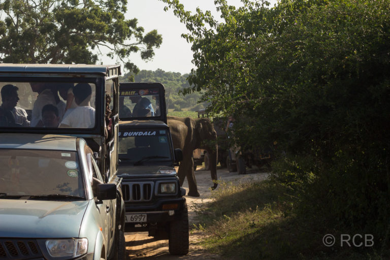 Elefant zwischen Touristenjeeps im Yala Nationalpark