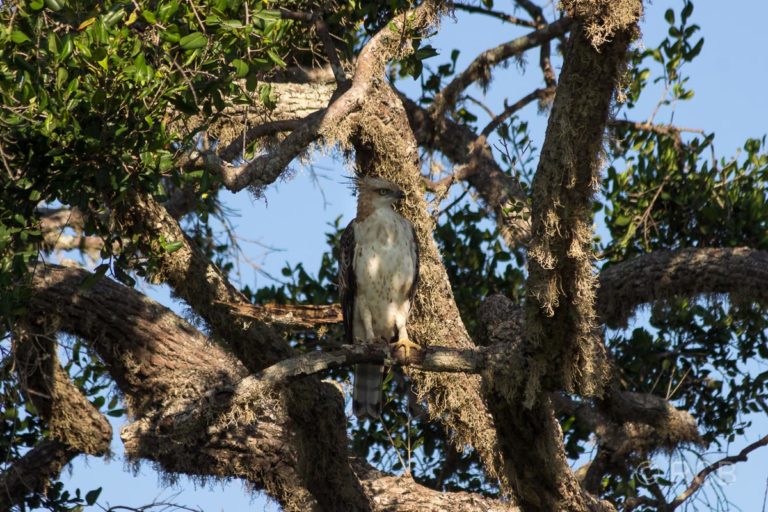 Indien-Haubenadler, Yala Nationalpark