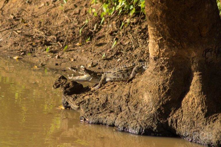 junges Krokodil, Yala Nationalpark