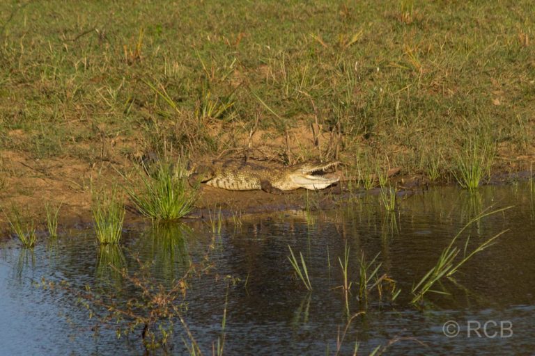 Krokodil, Yala Nationalpark