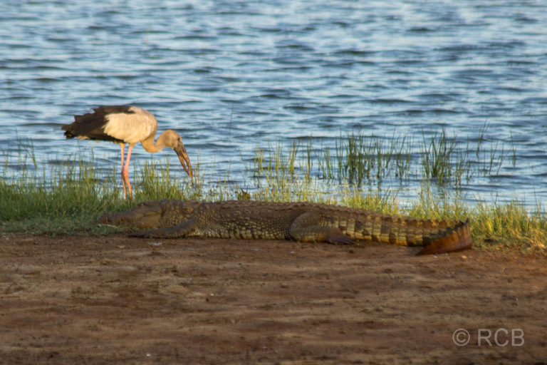 Ein Klaffschnabel sucht im Yala Nationalpark neben einem Krokodil unbeeindruckt nach Nahrung.