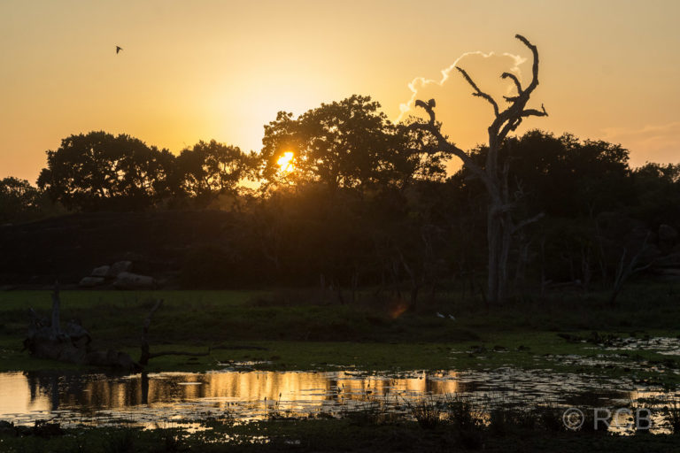 Sonnenuntergang im Yala Nationalpark