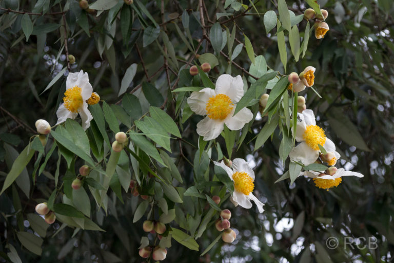 Blüte des Ceylon-Eisenholz, Sri Lankas Nationalbaum