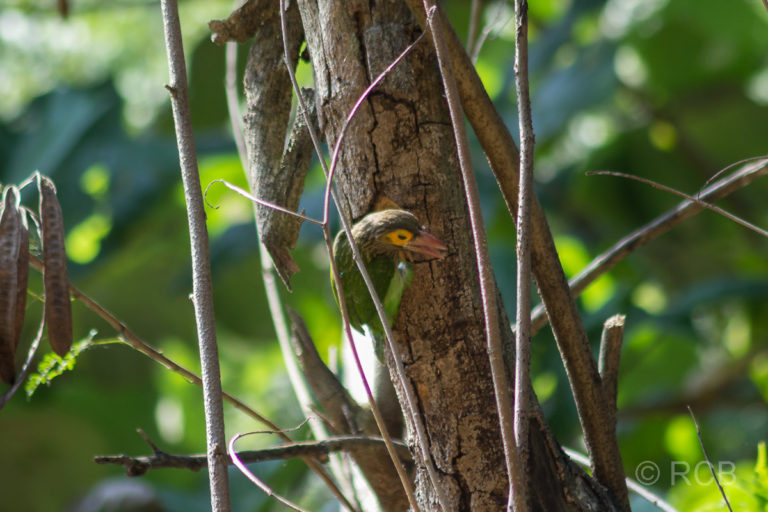 Ceylon-Bartvogel