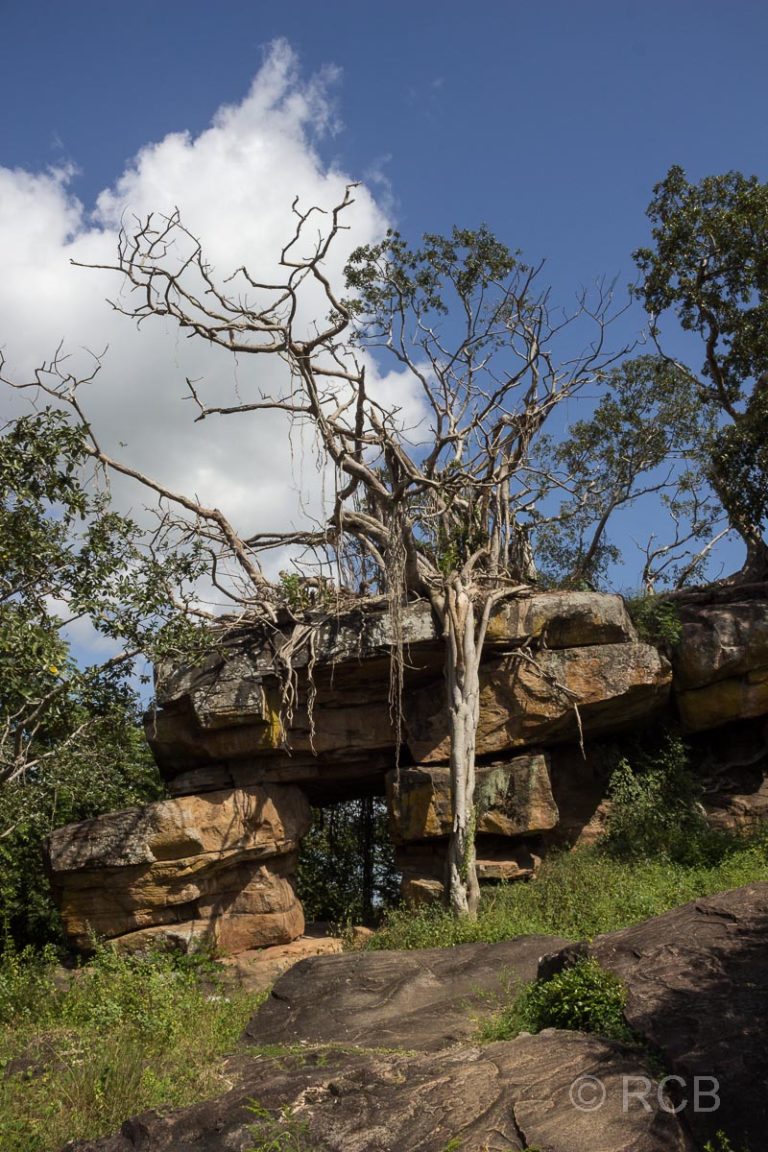 Baum am Gopalapabbata-Felsen, Polonnaruwa