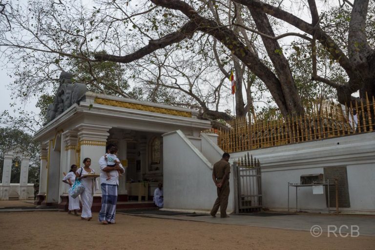 am heiligen Bodhi-Baum in Anuradhapura