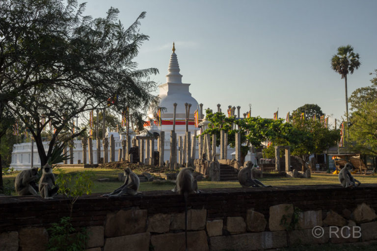 Languren vor der Stupa Thuparama