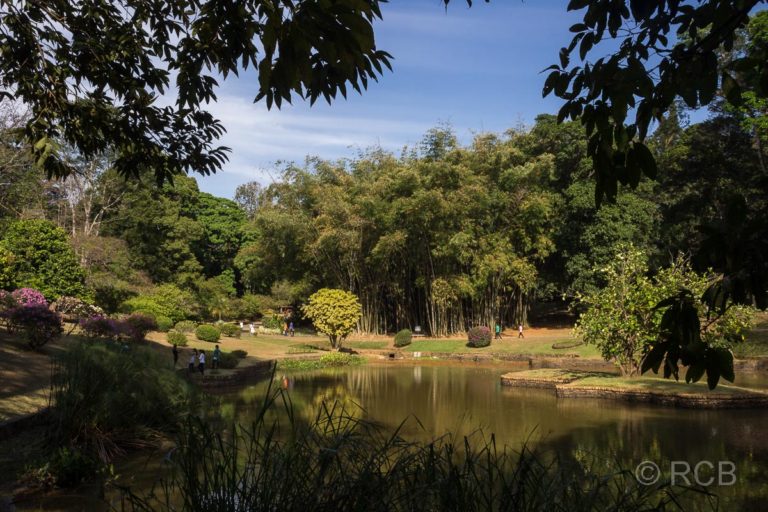 Botanischer Garten Peradeniya, Sri Lanka-Teich und Bambushain
