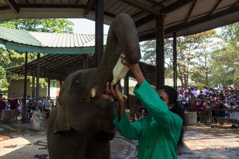 Aufzucht der Elefantenjungen mit der Flasche im Elefantenwaisenhaus von Pinnawala