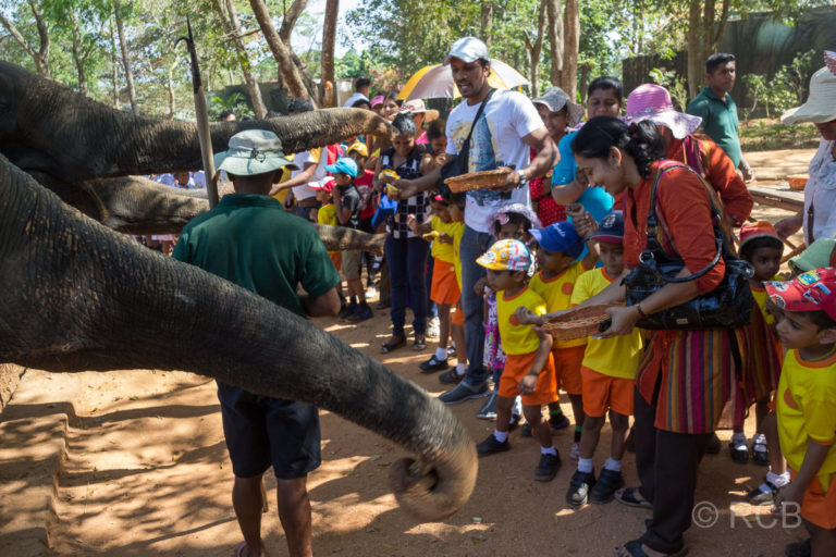 Fütterung durch Touristen im Elefantenwaisenhaus von Pinnawala