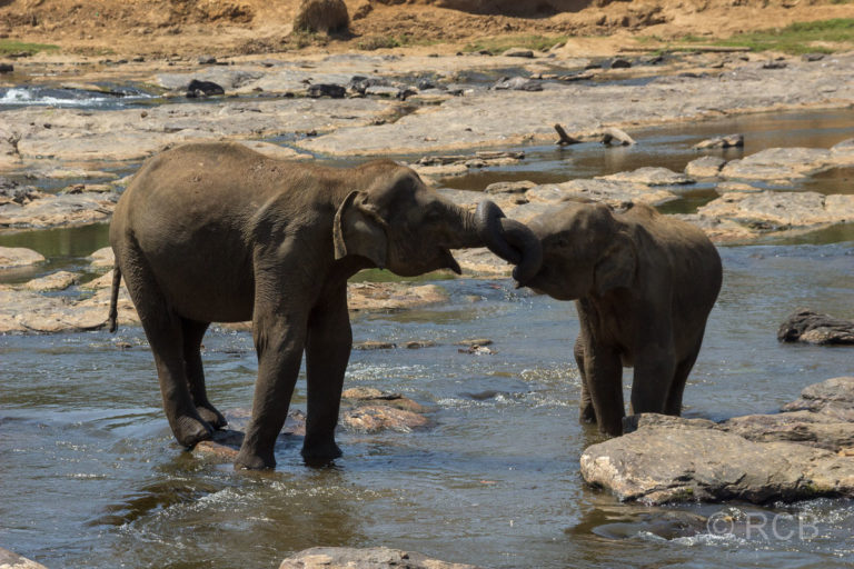 Elefanten im Ma Oya-Fluss in Pinnawala