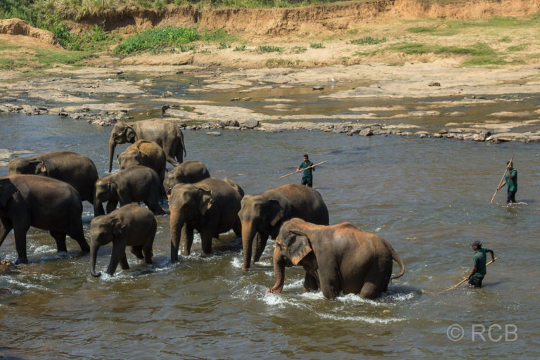 Elefanten werden zur Badestelle zusammengetrieben.