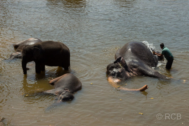 Badetag für Elefanten im Elefantenwaisenhaus von Pinnawala
