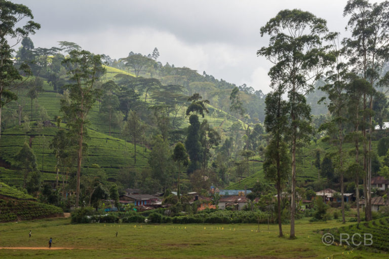 grüne Landschaft im Hochland von Sri Lanka
