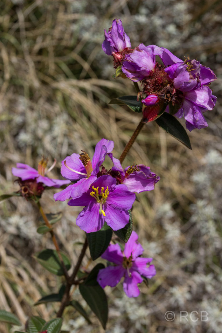 lila Blüten auf den Horton Plains
