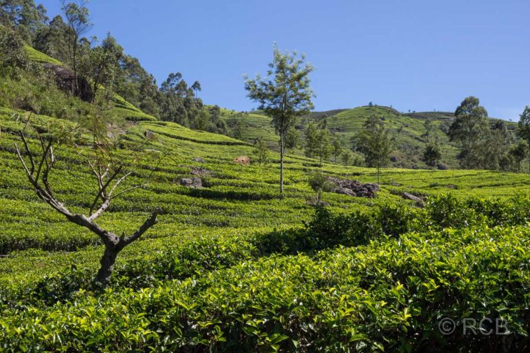 Teeplantangen bei Dambatenne