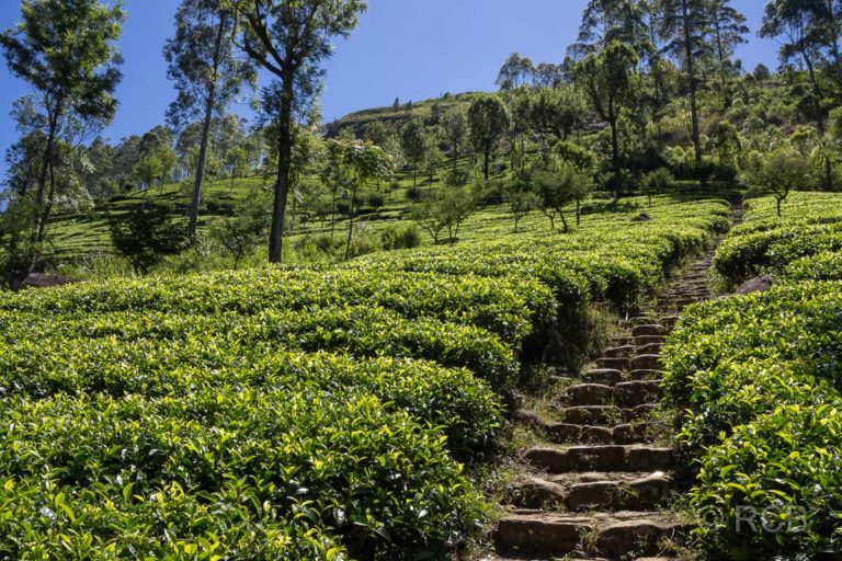 Wanderweg durch Teeplantagen